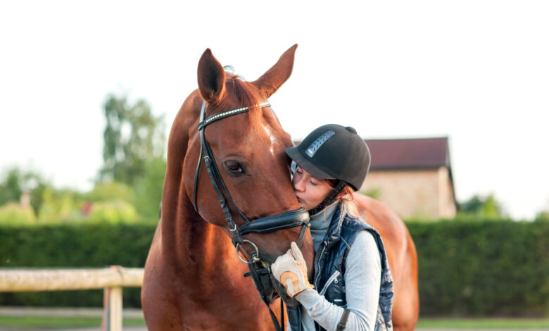 How to drive a horse without harming the animal