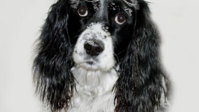 Photo of Can Humans Use Medicated Dog Shampoo?
