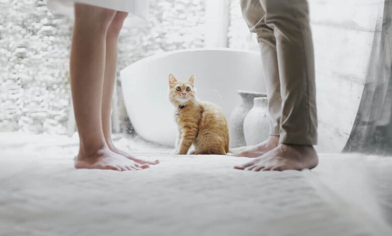 orange tabby cat sitting between standing man and women